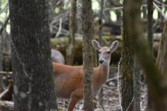 DSC_0037-3