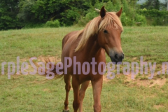 animals12