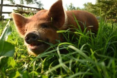 animals13
