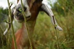 animals2