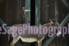 animals5