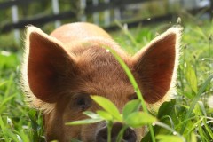 animals8