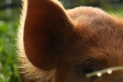 animals9