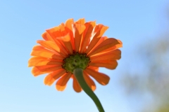 nature6