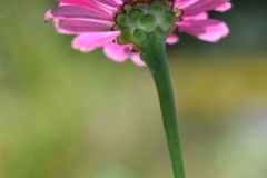 nature7
